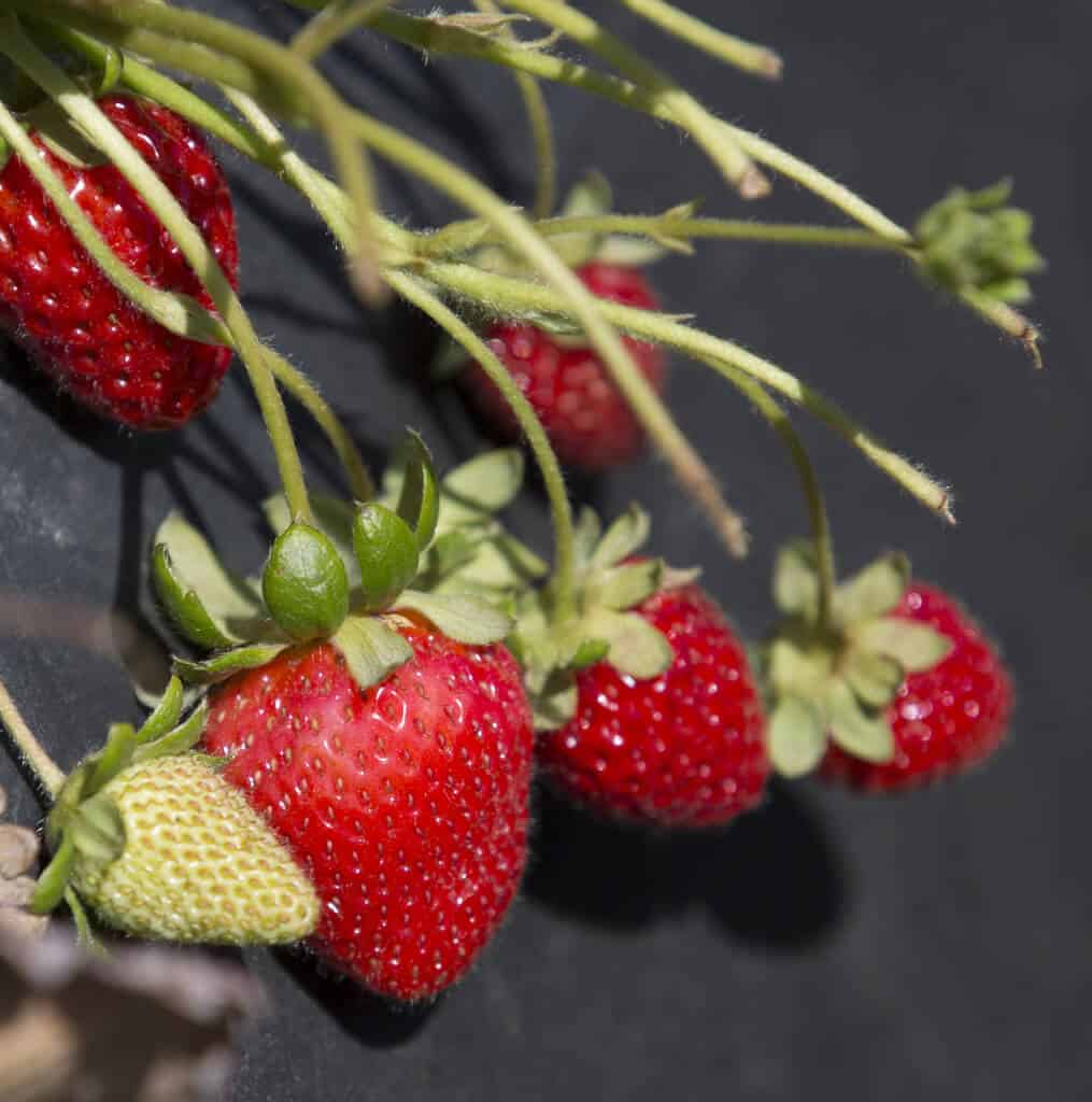 California Strawberry Commission bloggers farm tour 2015. #MakeHealthyEasy via @JBraddockRD   SANTA MARIA, Calif., June 24, 2015.<br /> California Strawberry Commission Blogger Field Tour in SANTA MARIA Calif., June 24, 2015. Photo by Robert Durell