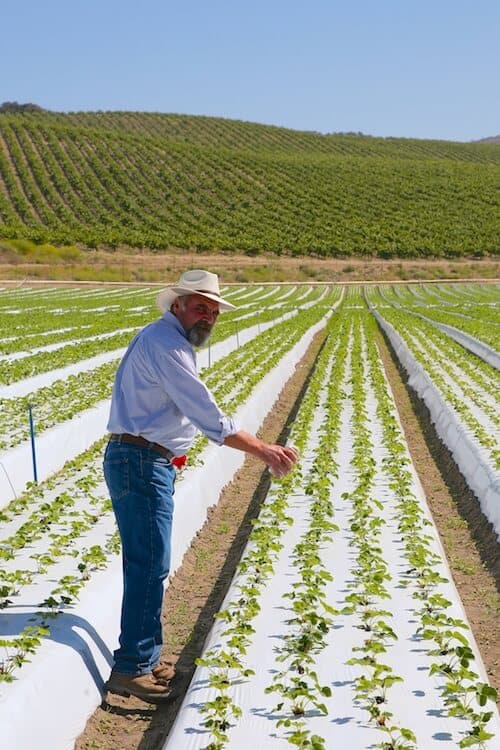 California Strawberry Commission bloggers farm tour 2015. #MakeHealthyEasy via @JBraddockRD