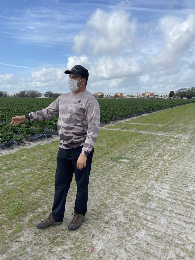 why buying florida produce matters - florida strawberry farm