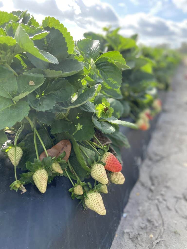 Small-scale, intensive home vegetable production – Florida Fruit Geek