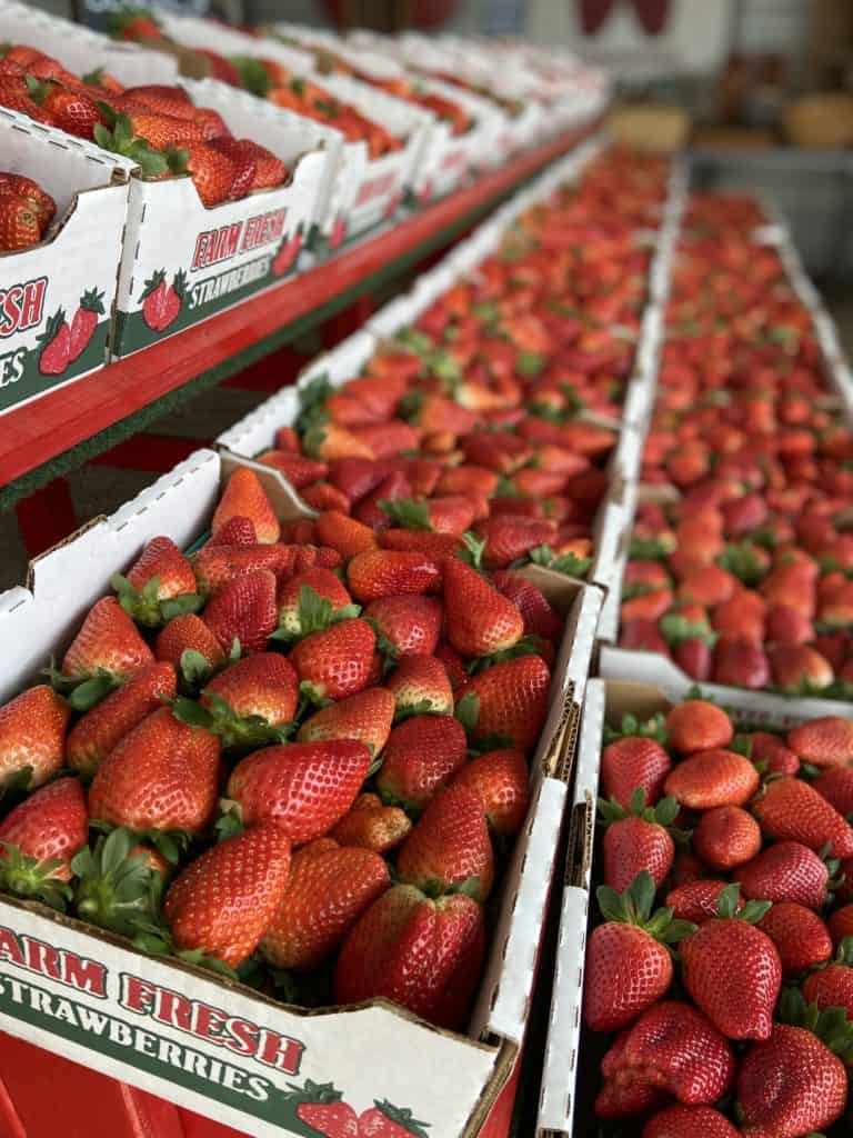 why buying florida produce matters - florida strawberries