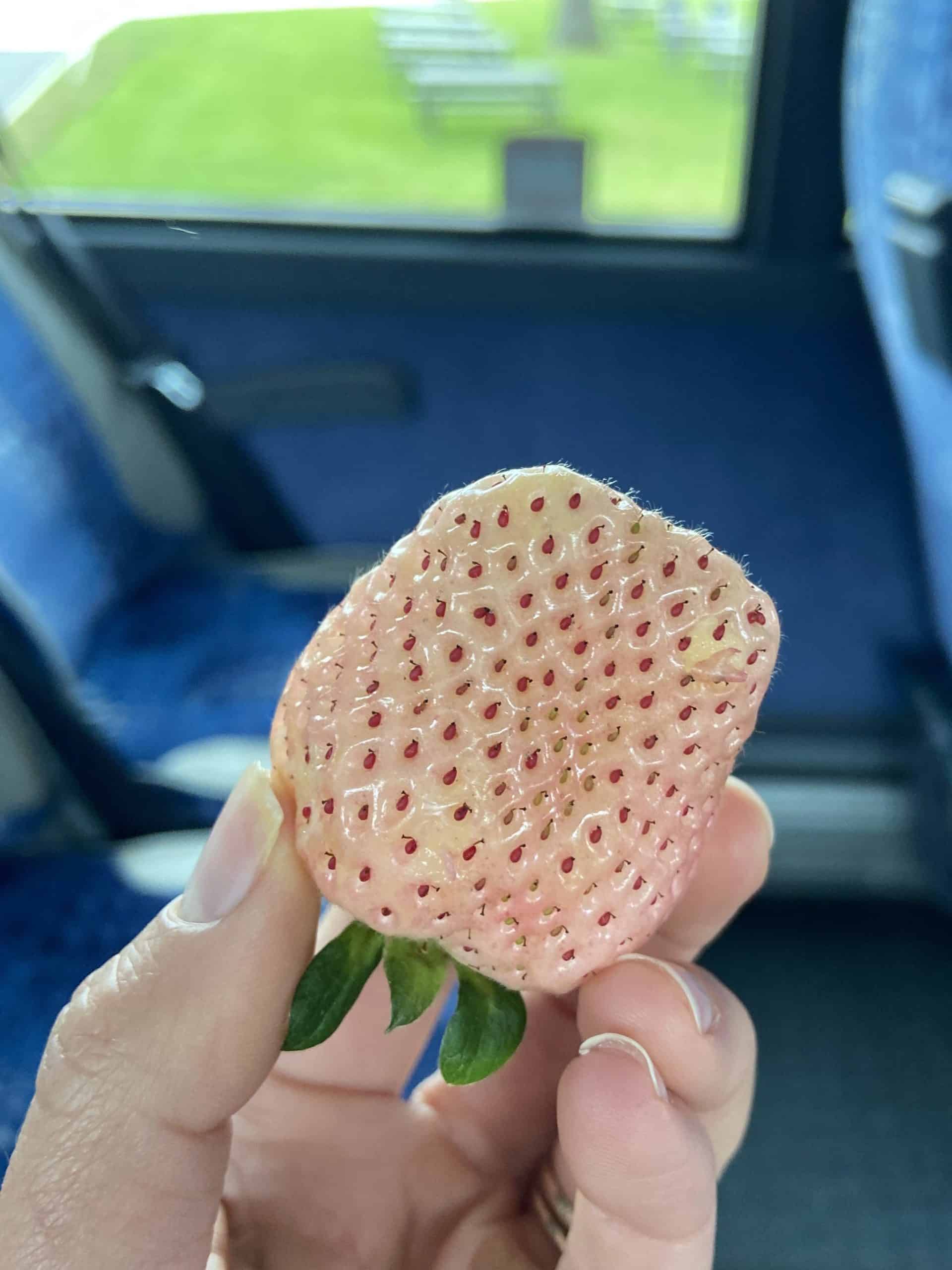 wish farms pineberries