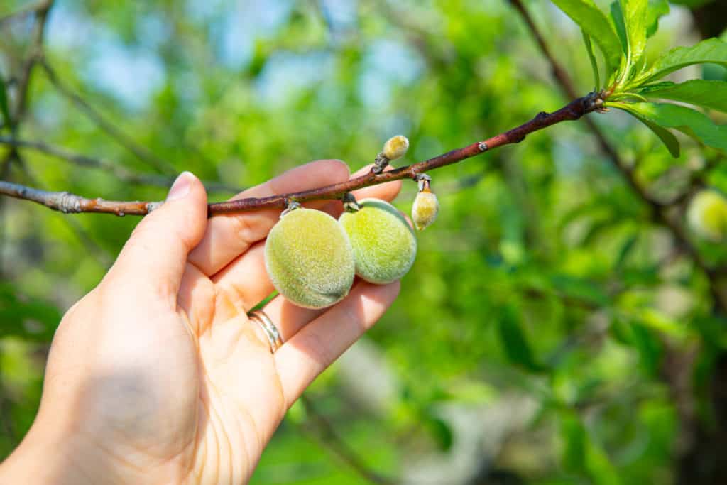 Florida Peaches