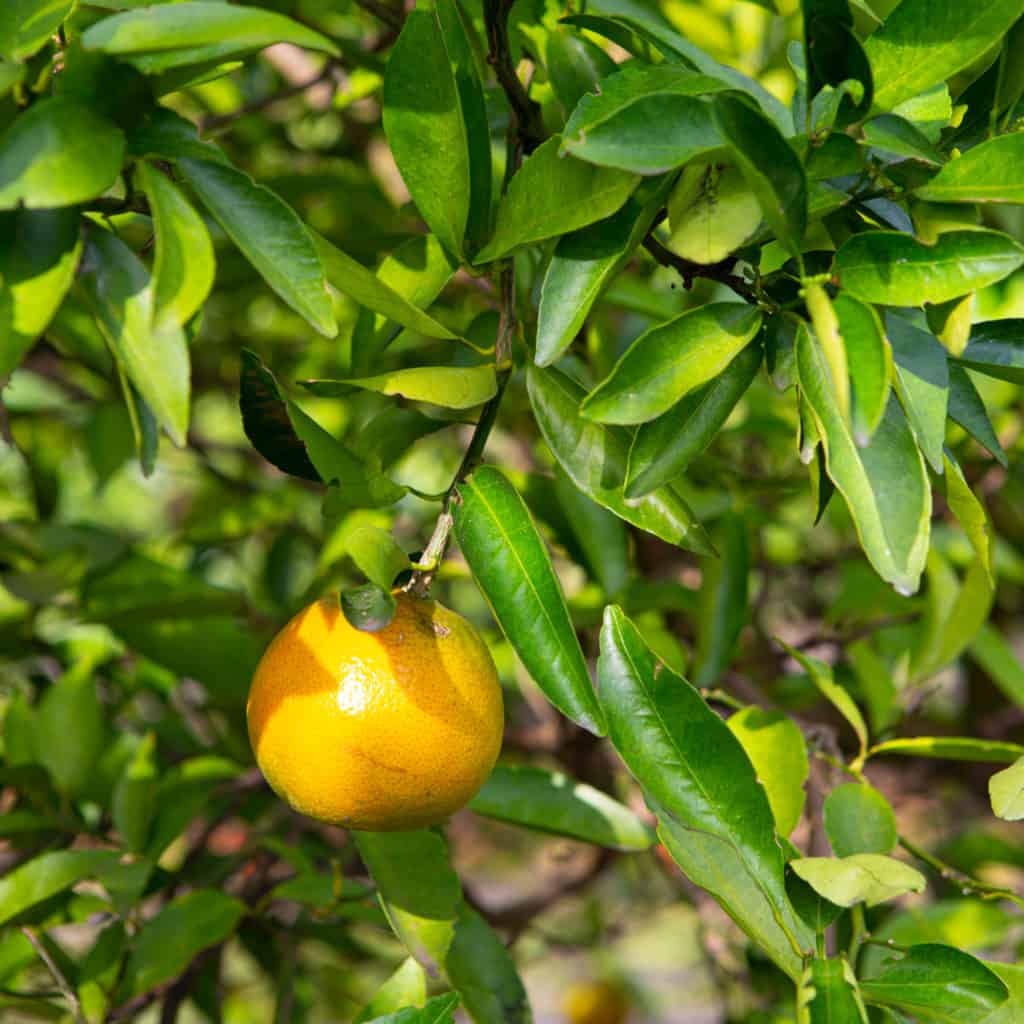 Juicy Crunch tangerines