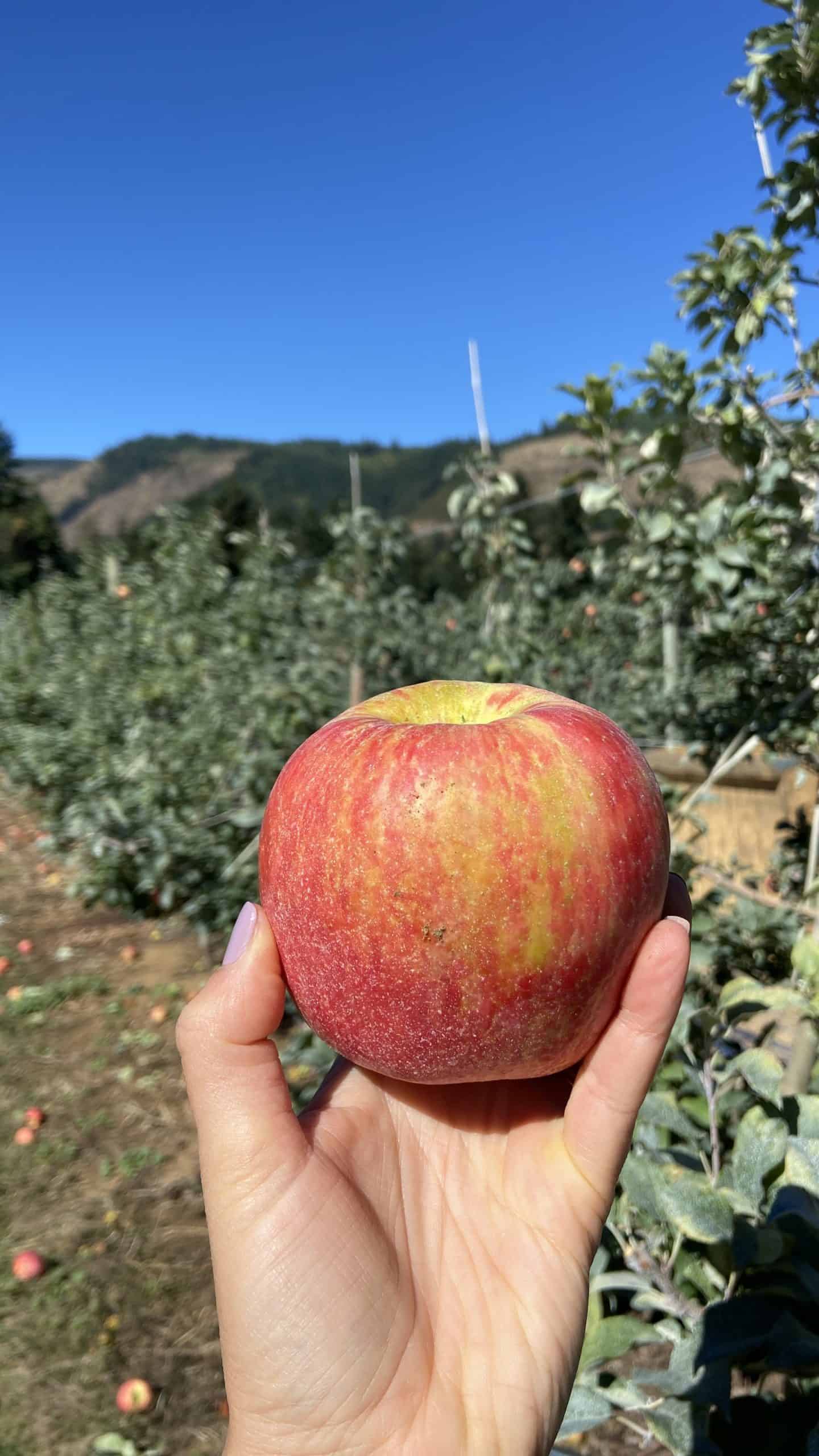 holding an apple in an orchard