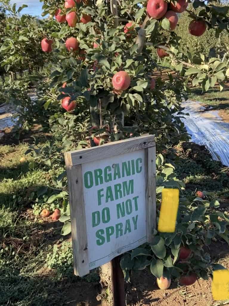 organic apple orchard