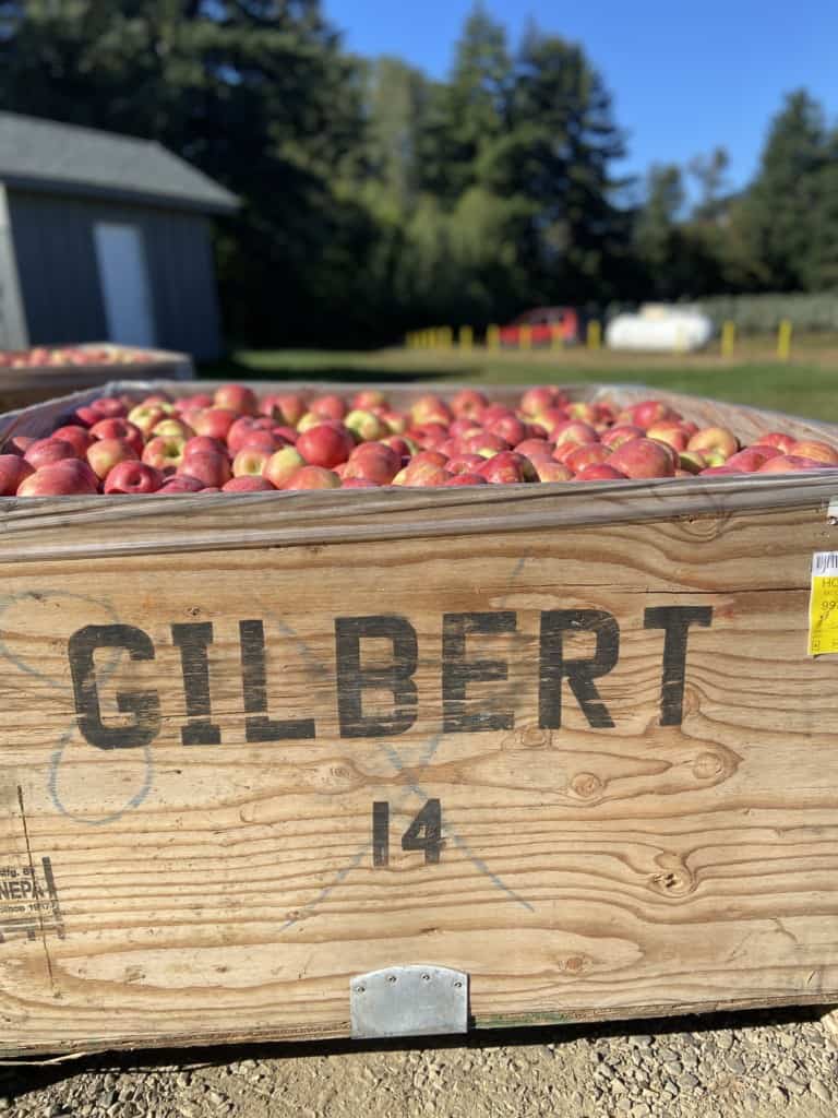 Fresh picked apples from the orchard