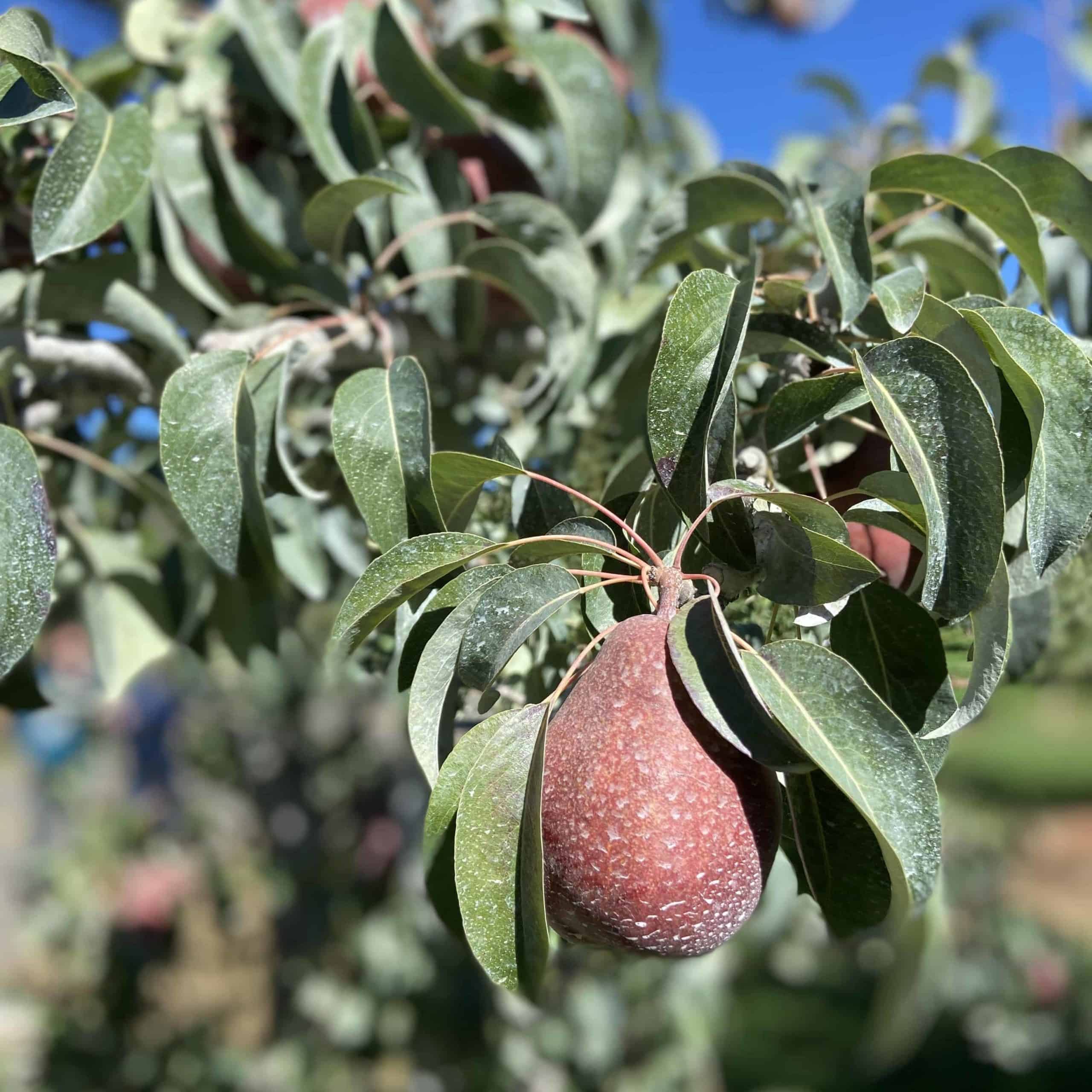 Pear growing on a tree